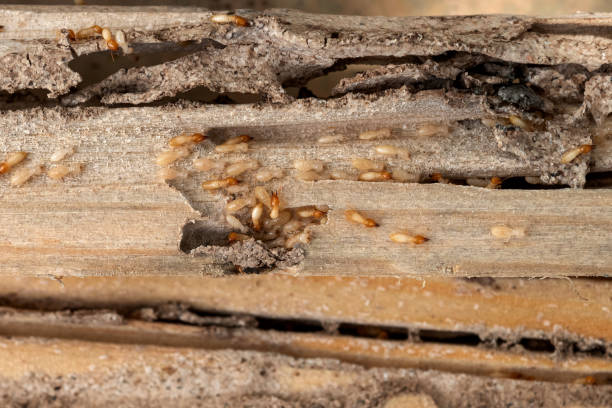 Flea Control Services in Edmonston, MD